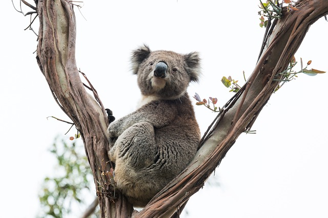 Koala Watching