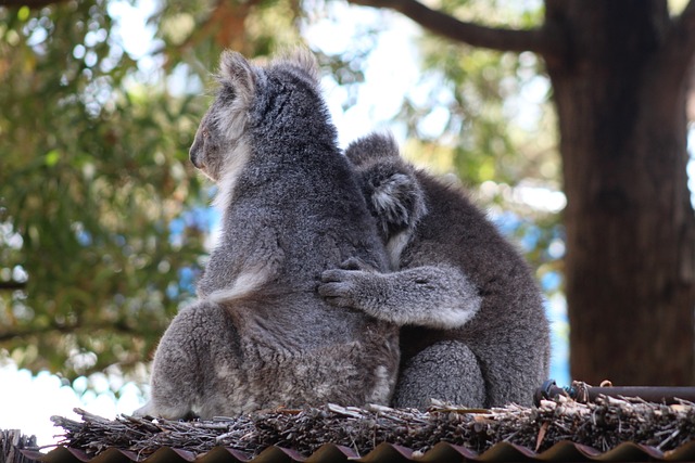 Koalas chilling