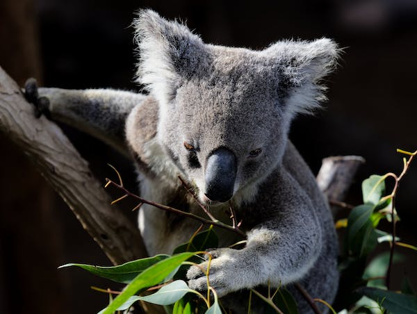 Koala eating