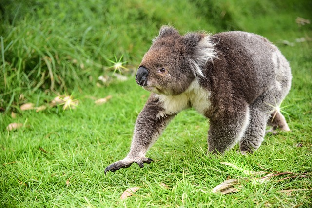 Koala walking