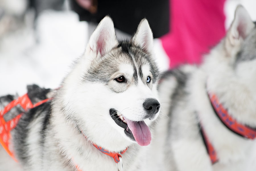 Alaskan Husky