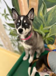 Alaskan Klee Kai